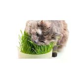 2000+ Tohum Ve Saksı İle Kedi Çimi Seti