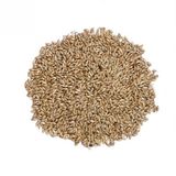 20kg Sade Kanarya Yemı