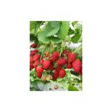 21 Adet Sweet Charlie Çilek Fidesi Açık Kök Ve Taze Söküm
