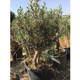 25-30 YAŞ 65 LT SAKSIDA BODUR GEMLİK ZEYTİN AĞACI GÖVDE ÇAPI 50-80 CM (BOY 100-120 CM)