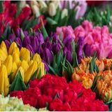 25 Adet 10 Farklı Renk Mix Tulip Seed Lale Tohumu + 10 Adet Hediye K.renk Antoryum Çiçek Tohumu Dtlale0001994