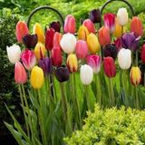 25 Adet 10 Farklı Renk Mix Tulip Seed Lale Tohumu + 10 Adet Hediye K.renk Antoryum Çiçek Tohumu Dtlale0002014