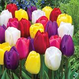 25 Adet 10 Farklı Renk Mix Tulip Seed Lale Tohumu + 10 Adet Hediye K.renk Antoryum Çiçek Tohumu Dtlale0002030