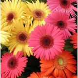 25 Adet Karışık Gerbera Çiçeği Tohum +10 Adet Lale Tohumu