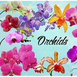 25 Adet Karisik Renk Orkide Tohumu + 10 Adet H.gul Tohumu N11.4307