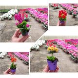 25 Adet Karışık Renklerde Kalanşo Fidöesi Kalanchoe