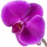25 Adet Phalaenopsis Mor Orkide Tohumu + Sebze Tohumu 1...
