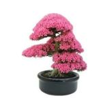 25 Adet Tohum Bodur Bonsai Pembe Erguvan Agaci Bonzai Tohumu Organik Bahce Saksi Toprak Hediyemizdir