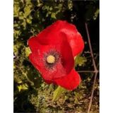 25 Adet Tohum Kirmizi Gelincik Cicegi Tohumu Surpriz Saksi Toprak Hediye Bonsai Agaci Tohumludur