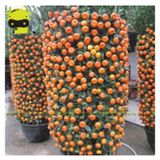 25 Adet Tohum Nadir Bodur Bonsai Mandalina Bonzai Agaci Tohum Supriz Hediye Bonsai Agaci Tohum