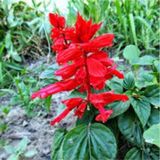 25 Adet Tohum Nadir Bulunan Ates Cicegi Tohumu Saksi Toprak Hediyemizdir Surpriz Hediye Tohumludur
