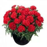 25 Adet Tohum Nadir Çin Karanfili Çiçeği Tohumu Çin Karanfil Çiçek Saksı Toprak Sürpriz Hediyeli