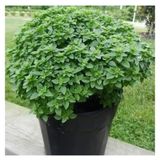25 Adet Tohum Nadir Kokulu Egzotik Mis Kokulu Top Yesil Reyhan Cicek Tohumu Reyhan Cicegi Tohum