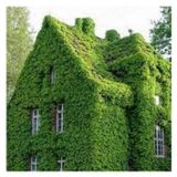25 Adet Tohum Organik Organik Yesil Amerikan Sarmasigi Tohumu Botanik Tirmanan Sarmasik Tohumu