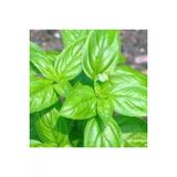 25 Adet Tohum Yesil Yaprakli Feslegen Cicegi