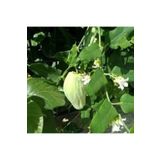 25 Adet Yesil Yaprakli Mis Kokulu Feslegen Cicegi Tohumu