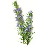 25 Gram Doğal Taptaze Organik Biberiye Otu 25Gr. Fresh Rosemary Dalından Evinize Taptaze