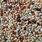 25kg Karışık Muhabbet Yemi ( Üretici Yemi) Ücretsiz Kargo