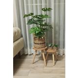 2'Li Ahşap Ayaklı Çiçeklik Saksılık Standı Dekoratif Yan Sehpa Seti 25 Cm Çap Atlantik Çam