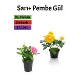 2'li Bahçe Seti Pembe+ Sarı Gül Fidanı (15-25 Cm) Saksılı Dış Mekan Bitkileri, BTSNU2102202408