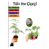 2'li Bahçe Seti Tül + Yoğun Kokulu Itır Çiçeği (5-15 Cm) Dış Mekan Bitkileri, SRD04022025BYB487