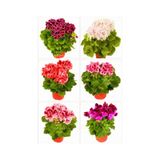 2'li Karışık Renk Özel Sardunya Fidesi 10-20 Cm Tüplü Çiçekli Bodur Bitkiler Geranium