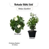 2'li Kokulu Bitki Seti Filbahri (Philadelphus) +Gardenya Çiçeği Bahçe Balkon Çiçeği