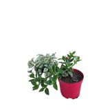 2'li Mini Set Beyaz Hostes Çiçeği+Kırmızı Buz Çiçeği, SRD03022025BYB885