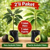 2’Li Paket Aşılı Avokado Fidanı (Hass + Fuerte) – Tüplü, 70 Cm, Yüksek Verimli