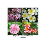 2'Li Paket Karışık Renklerde Adenium Çöl Gülü Tohumu Ve Plumeria Tohumu Toplam 10 Adet