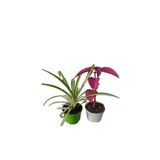 2'li Set 1 Adet Kurdele Çiçeği+1 Adet Çingene Şalvarı, BTSNN17042466