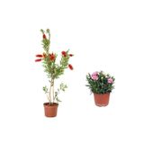 2'li Set Kırmızı Fırça Çalısı Fidanı+ Pembe Karanfil Çiçeği Dış Mekan Bitkisi