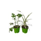 2'li Set Mini Itır+Mini Kurdele (5-10 Cm) İç/Dış Mekan Bitkisi, SRD30012025BYB1139