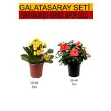 2'li Set Sarı Kalanşo+ Kırmızı Japon Gülü, BTSNU08042443