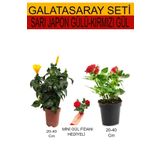 2'li Takım Seti Sarı Japon Gülü+ Kırmızı Gül+ Hediyelik Kırmızı Gül Fidanı