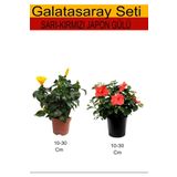 2'li Takım Seti Sarı Japon Gülü+ Kırmızı Japon Gülü, BTSNU08042434