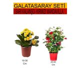 2'li Takım Seti Sarı Kalanşo+ Kırmızı Mandavilla Çiçeği, SRD03022025BYB419