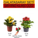2'li Takım Seti Sarı-kırmızı Kalanşo+hediyelik Kırmızı Gül Fidanı
