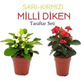 2'li Takım Seti Sarı-Kırmızı Milli Dikenler Tacı Çiçeği
