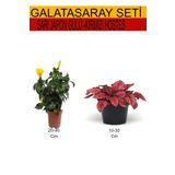 2'li Takımseti Sarı Japon Gülü+Kırmızı Hostes Çiçeği, SRD03022025BYB301