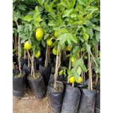 3 Adet Aşılı Yediveren Mayer Limon Ağacı Fidanı 3 Yaş