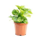 3 Adet Beyaz Ortanca Çiçeği Fıdanı Saksılı Hydrangea Macrophylla