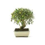 3 Adet Bonsai Zeytin Ağacı Tohumu