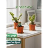 3 Adet Canlı Kaktüs - Para Çiçeği- Havva'nın İğnesi- Zebra Kaktüs 3