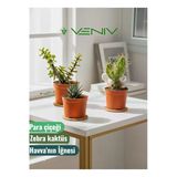 3 Adet Canlı Kaktüs - Para Çiçeği- Havva'nın İğnesi- Zebra Kaktüs
