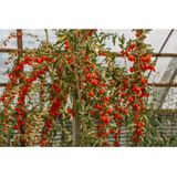 3 Adet Goji Berry Nq7 Fidanı Tüplü Aşılı ..12 Aydikim .