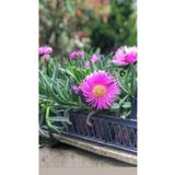3 Adet) Kaz Ayağı Fidesi -Dikime Hazir (15-25Cm) Tomurcuklu