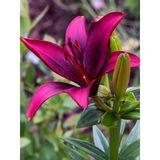 3 Adet Lilyum Zambak Çiçeği Soğanı Kokulu King Purple