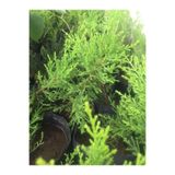 3 Adet Limon Çamı Limoni Servi (Limon Servi) (Cupressus Macrocarpa Goldcrest) Tüplü