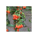 3 Adet Princess Tao Goji Berry Kurt Üzümü Fidanı 1027853